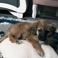 سگ پامر اشتبز|سگ|قرچک, مجتمع مسکونی طبیعت|دیوار