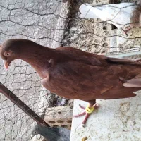 کبوتر سرور دورگ رنگی|پرنده|لنجان, |دیوار