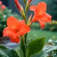 فروش گل حسن یوسف محلی