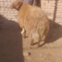 فروش قوچ هترو|حیوانات مزرعه|اسفراین, |دیوار