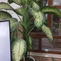 گل آپارتمانی