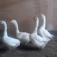 قوغاز خالماگور و دورگ تولوز اردک اسرائیلی اردک کال