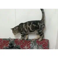 گربه گمشده|حیوانات|مشهد, کارگران|دیوار