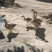 چهار عدد قاز