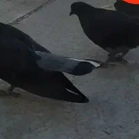 دوعددکفتر جوجه باخت رفته