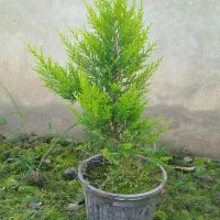 فروش لاوسون سطل ۳ و۴