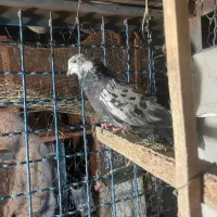 11تا کفتر ی جایی|پرنده|تهران, شهرک رضویه|دیوار