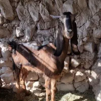 بز پاکستانی