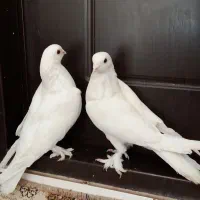 کبوترسفیدوتیرماهی