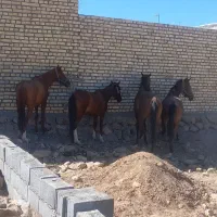 خرید فروش اسب پالانی