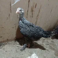 جوجه محلی دیلگونی پاپر