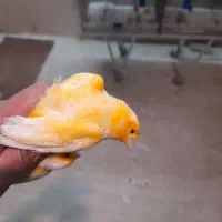 قناری مزایکی نر