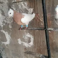 کبوتر طوقی|پرنده|خانمیرزا, |دیوار