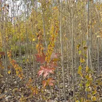 فروش صنوبر.قلمه کشاورزی نیگرا.تبریزی|گل و گیاه طبیعی|خوی, |دیوار