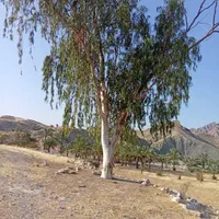 قطع نخل و درخت با خرید چوب درخت|خدمات باغبانی و درختکاری|بوشهر, |دیوار