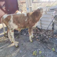 پنج عدد گوساله سیمنتال درجه یک|حیوانات مزرعه|صحنه, |دیوار