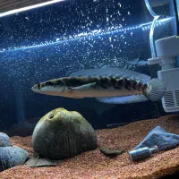 ماهی چانا یلو مارو