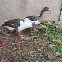 قاز محلی و مرغ محلی فریک