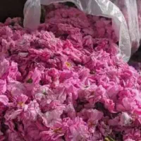 گلاب ممتاز کاشان