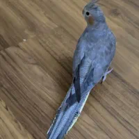 طوطی(عروس هلندی)مشکی(ماده)