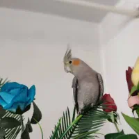 عروس هلندی خاکستری رنگ در میدان جانبازان گمشده