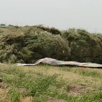 سلام بزر یونجه درجه یک 400 به مقدار 400 کیلو