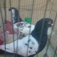 یک جفت کفتر نر و ماده|پرنده|شیراز, نصرآباد|دیوار