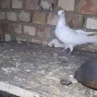 طوقی الماسی