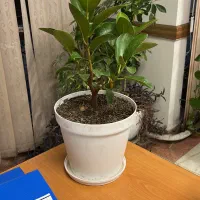 پارتنر زبان