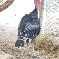 بوقلمون نرنژادبرنز