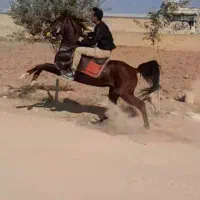 اسب نریان
