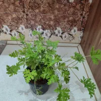 عطر چایی ((بسیار خوش بو))