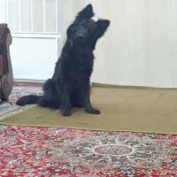 سگ ژرمن بلک ماده