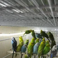 هلندی|پرنده|قشم, |دیوار