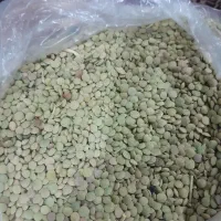 عدس تازه