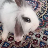 خرگوش لوپ وساده|موش و خرگوش|رفسنجان, |دیوار