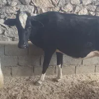 فروش گاو یا شنگل