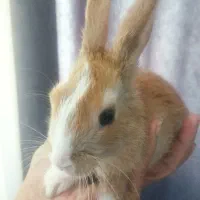 واگذاری خرگوش