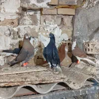 کفتر