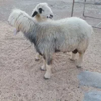 کاوه قوچ|حیوانات مزرعه|رامهرمز, |دیوار