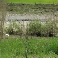 خریدار کامیون کشنده معاوضه باملک