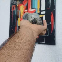 جوجه کاسکو پرورش داخل حلقه پا شاه تخم استثنایی|پرنده|تهران, هفت چنار|دیوار