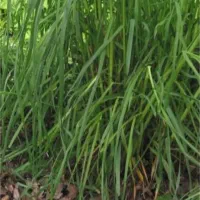 فروش علف دستی 200بسته