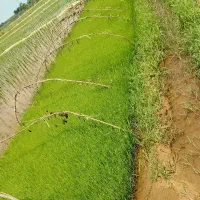 توم نشا شیرودی