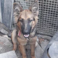 ژرمن شپرد|سگ|گرگان, |دیوار