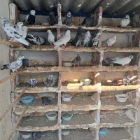 کبوتر ساعت سنگین