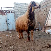 قوچ میش بره بز