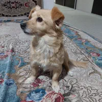 سگ پاکوتاه خانگی|سگ|بجنورد, |دیوار