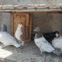 کفتر جوجه