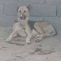 سگ افغانی  اصل نر